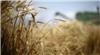 یزدان سیف اعلام کرد: ۳۱ هزارتن گندم دوروم برای نخستین بار به ایتالیا صادر شد